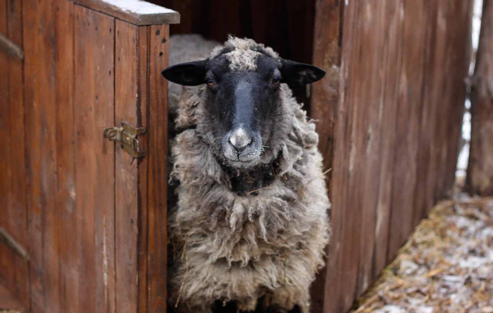 Best Fencing For Sheep And Other Critters - Critter Ridge