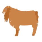 LaMancha Goat Breed