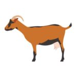 Oberhasli Dairy Goat Breed