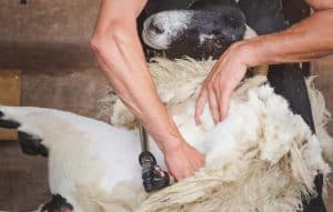 Sheep Clippers and Shears