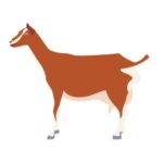 Toggenburg Best Dairy Goat Breed
