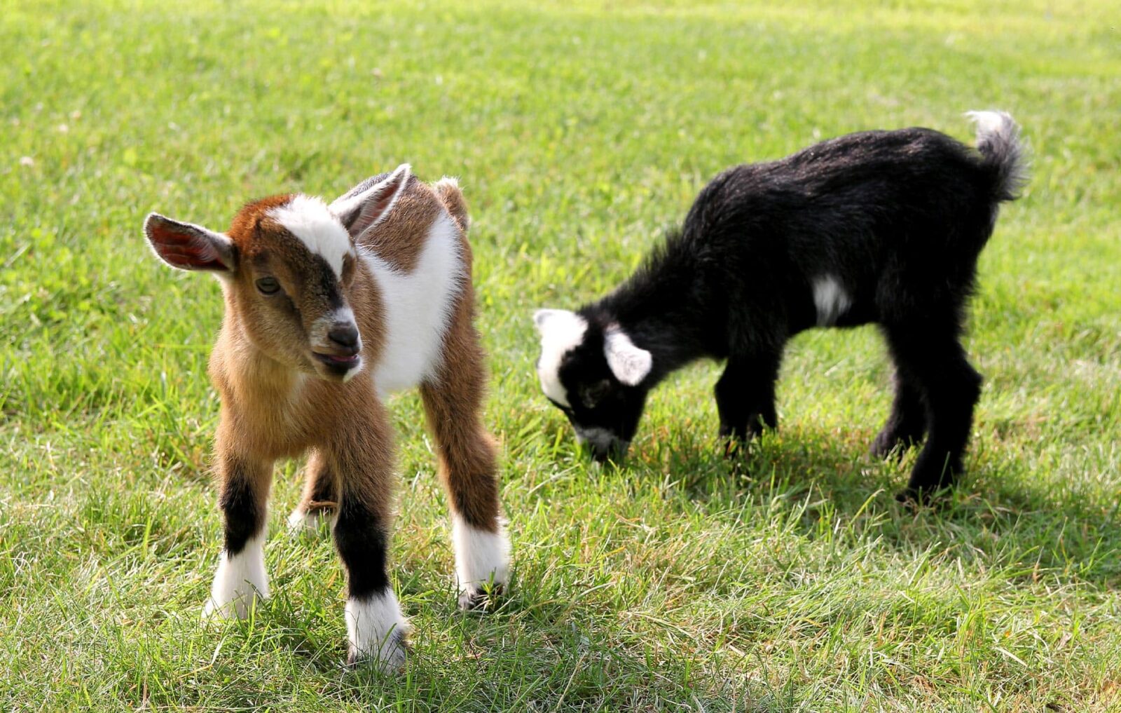 raising-goats-a-comprehensive-starter-guide-critter-ridge