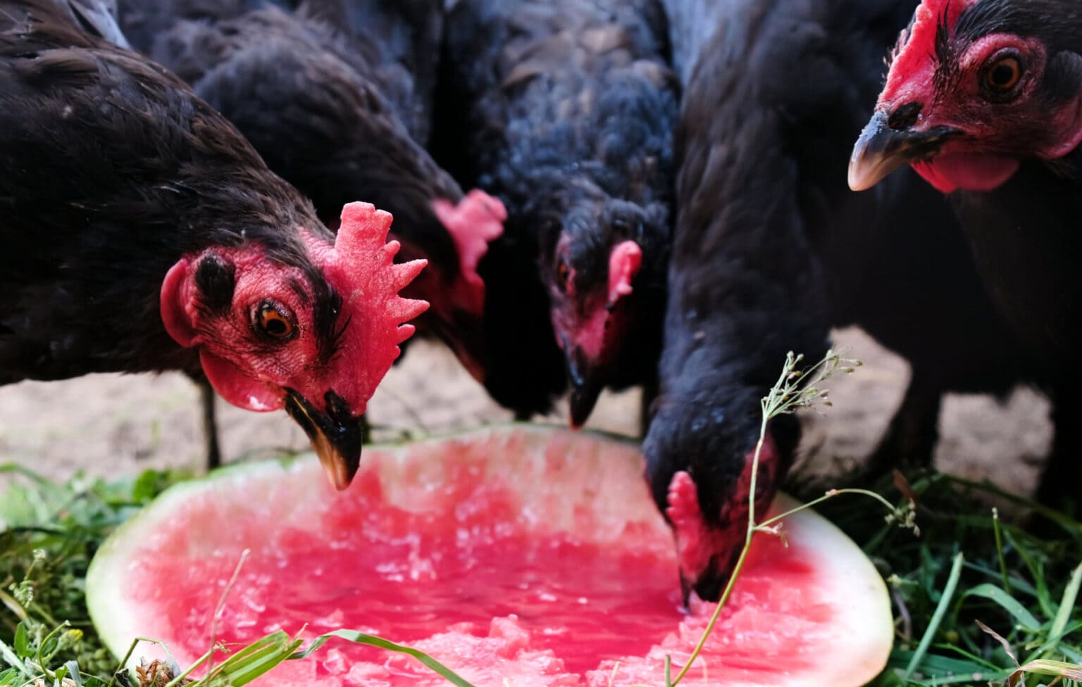 can-chicken-eat-watermelon-archives-critter-ridge