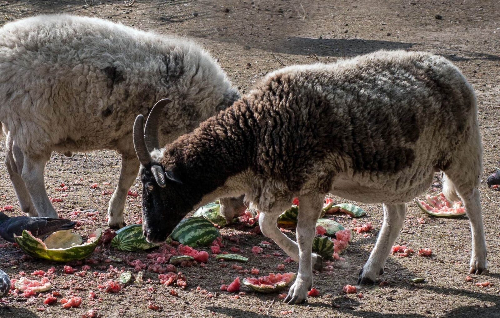 Can Goats Eat Watermelon  