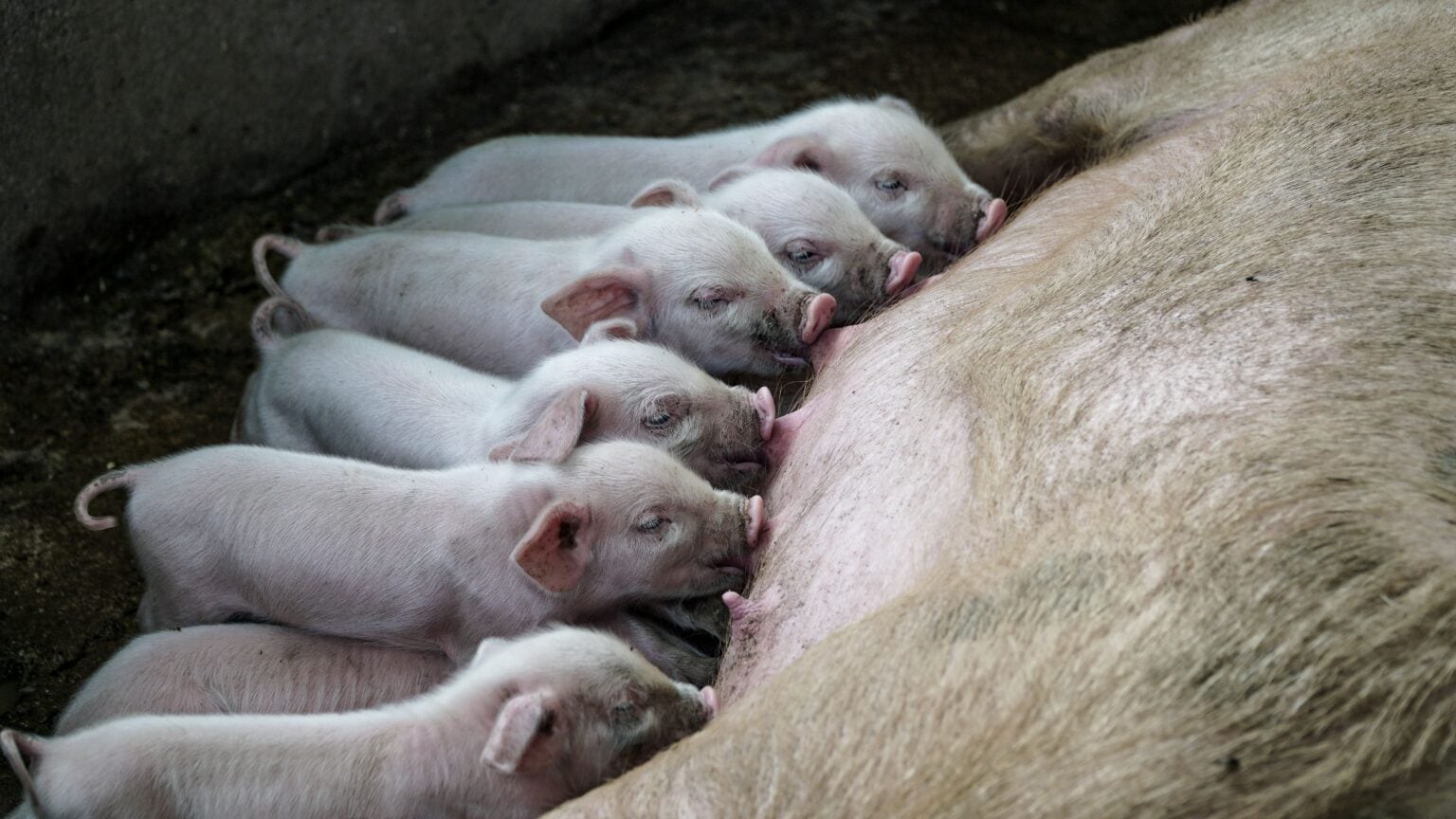 Pig Farming for Beginners – Starter Guide