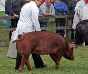 Duroc pig