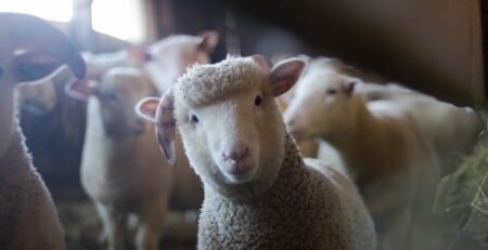 Do Sheep Smell Bad? Decoding the Myth of the Foul Olfactory Reputation