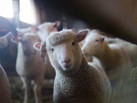 Do Sheep Smell Bad? Decoding the Myth of the Foul Olfactory Reputation