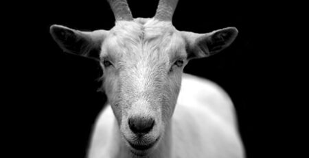 Can Goats Contract Lyme Disease? A Closer Look at Lyme Disease in Goats