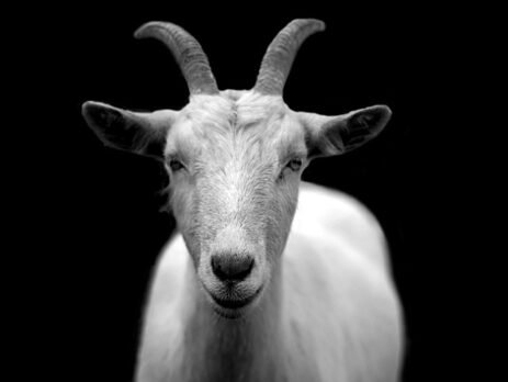 Can Goats Contract Lyme Disease? A Closer Look at Lyme Disease in Goats