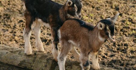 Will Goats Protect Chickens? An Intriguing Feathery Experiment