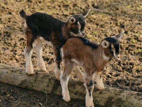 Will Goats Protect Chickens? An Intriguing Feathery Experiment