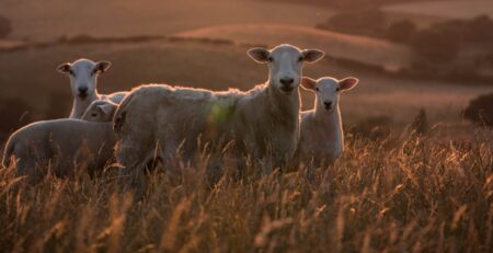 Coexisting Harmony: Can Sheep and Cattle Graze Together?