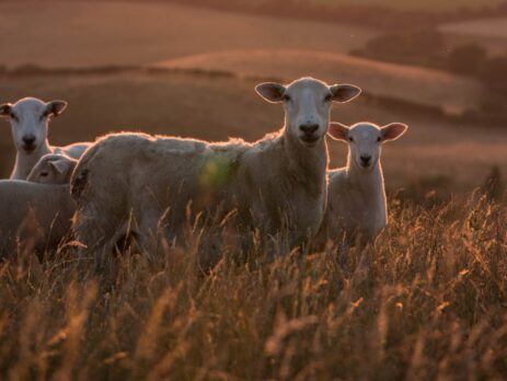 Coexisting Harmony: Can Sheep and Cattle Graze Together?