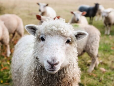 Sheep and Their Hoofed Feet