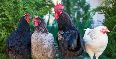 Can Chickens Enjoy Peanuts? The Surprising Answer!