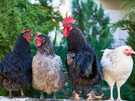 Can Chickens Enjoy Peanuts? The Surprising Answer!