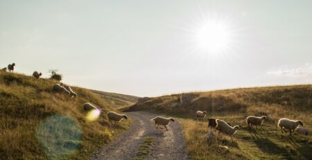 Can Sheep Indulge in Some Pumpkin?