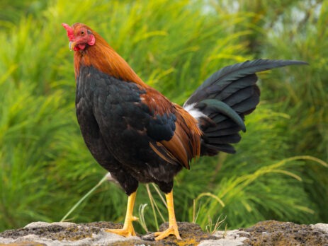 Do Chickens Fart? Answering an Age-Old Question