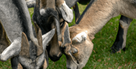 goats grazing realistic photo of, award winning photograph, 50mm Subject: Animals.