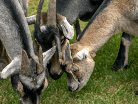 goats grazing realistic photo of, award winning photograph, 50mm Subject: Animals.